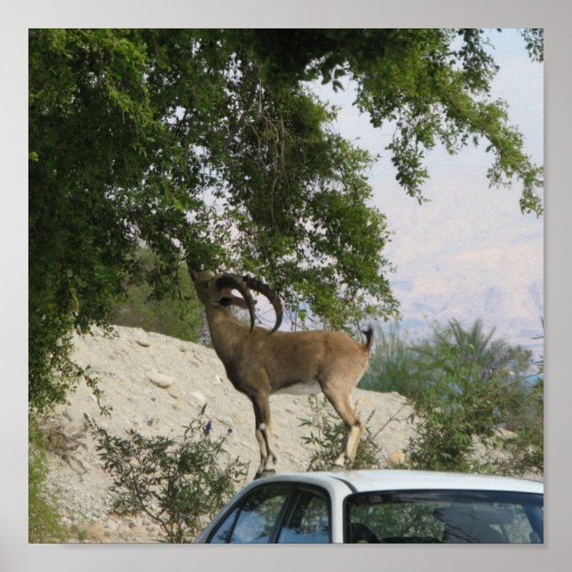 Affiche Pilote Ibex (Devant)