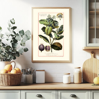AFFICHE PIMENTO - ILLUSTRATION BOTANIQUE DE STYLE RÉTRO
