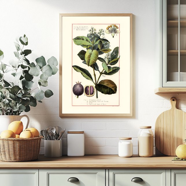 AFFICHE PIMENTO - ILLUSTRATION BOTANIQUE DE STYLE RÉTRO (Créateur téléchargé)