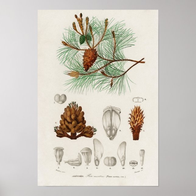 Affiche Pin maritime (Pinus maritima) (Devant)