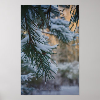 Affiche Pin sylvestre enneigé dans la forêt hivernale
