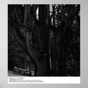 Affiche Pinceau de Bristlecone, Montagne Blanche, par Anse