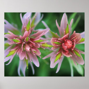 Affiche Pinceau indien, Banff NP, Alberta, Canada