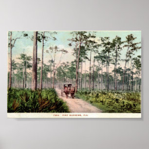 Affiche Pine Barrens de Floride