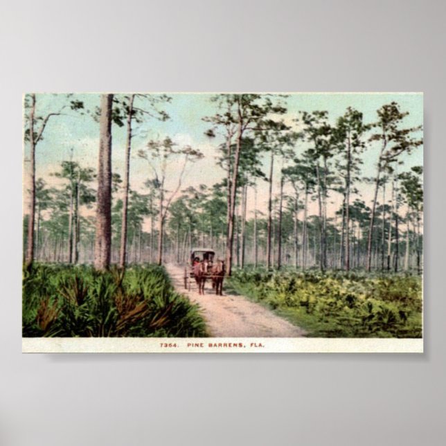 Affiche Pine Barrens de Floride (Devant)