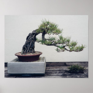 Affiche Pine Bonsai