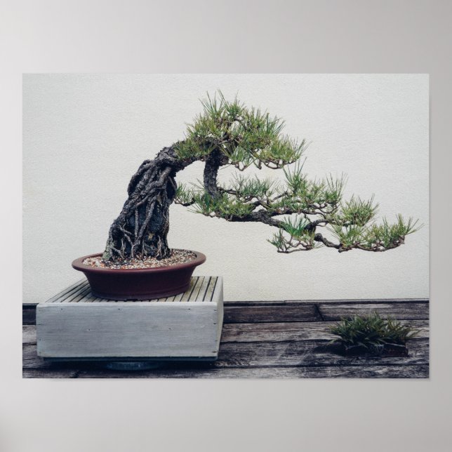Affiche Pine Bonsai (Devant)