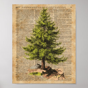 Affiche Pine, Cèdre Arbre, Arbre de Noël Arbre Dictionnair