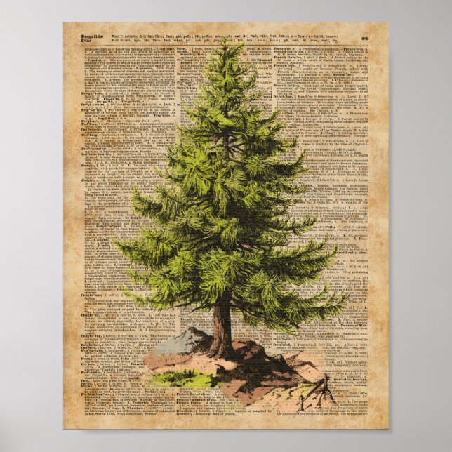 Affiche Pine, Cèdre Arbre, Arbre de Noël Arbre Dictionnair (Devant)