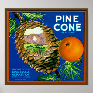 Affiche Pine Cone Oranges