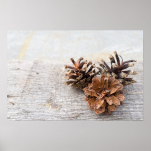 Affiche Pine cones