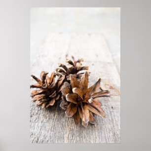 Affiche Pine cones