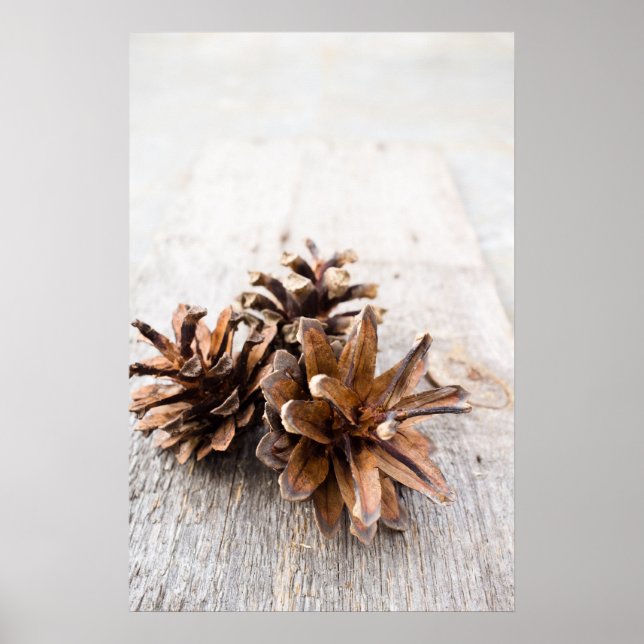 Affiche Pine cones (Devant)