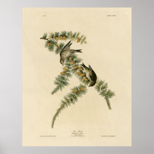 Affiche Pine Finch (Pine Siskin), Audubon Birds of America