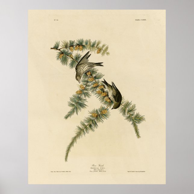 Affiche Pine Finch (Pine Siskin), Audubon Birds of America (Devant)