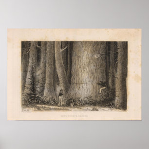 Affiche Pine Forest, Oregon