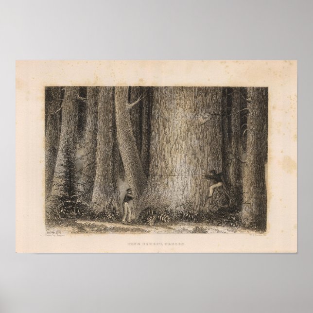 Affiche Pine Forest, Oregon (Devant)