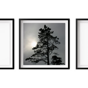 Affiche Pine Silhouette Nuageux Soleil Photographie