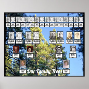 Affiche Pine Tree Forest Photo Deux arbres familiaux Poste