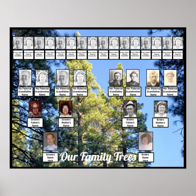 Affiche Pine Tree Forest Photo Deux arbres familiaux Poste (Devant)