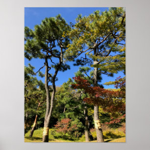 Affiche Pine Trees in Autumn Sky