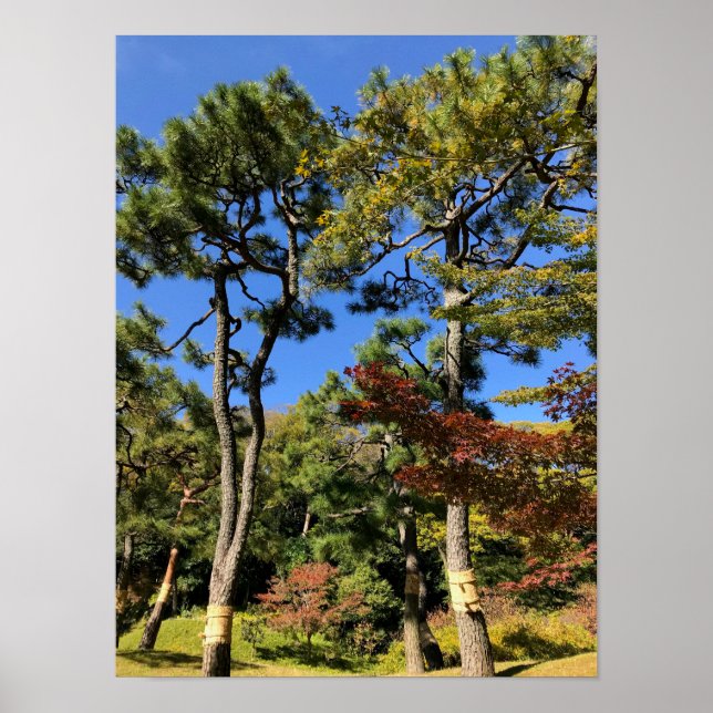 Affiche Pine Trees in Autumn Sky (Devant)