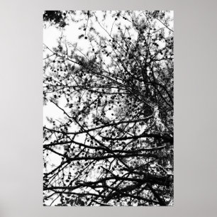 Affiche PineCones