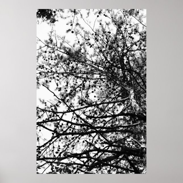 Affiche PineCones (Devant)