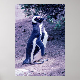 Affiche Pingouin magélique dans la péninsule Valdes - Arge