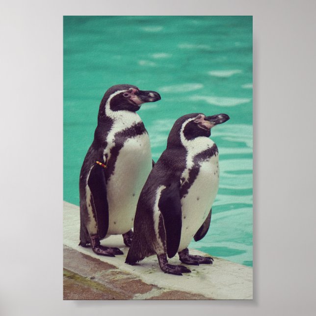 Affiche Pingouins (Devant)