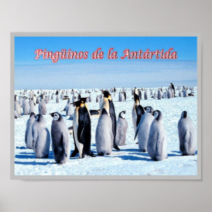 Affiche Pingouins de l'Antarctique -