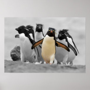 Affiche Pingouins de Rockhopper
