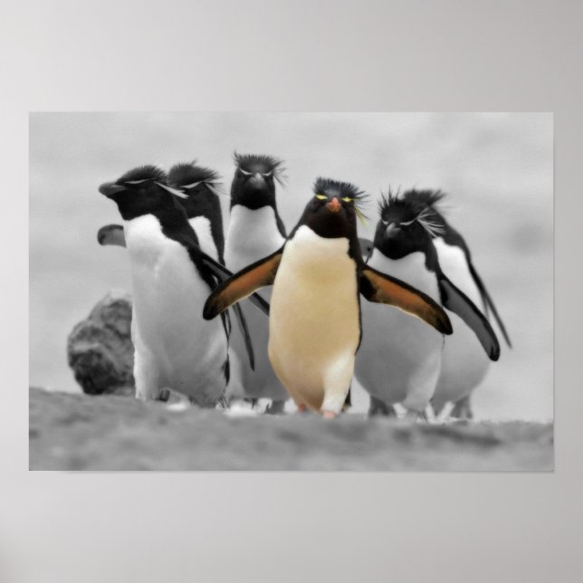 Affiche Pingouins de Rockhopper (Devant)