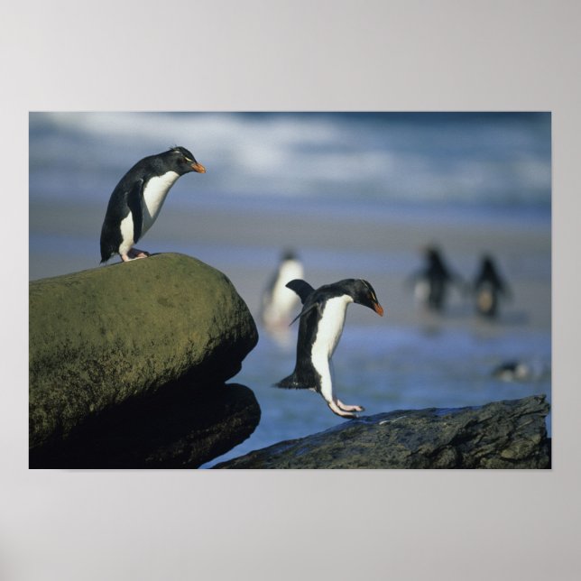 Affiche Pingouins de Rockhopper, Eudyptes chrysocome), (Devant)