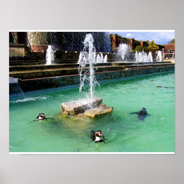 Affiche Pingouins Humboldt et fontaines (Devant)