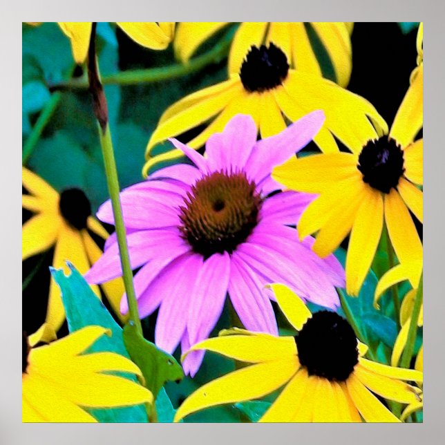 Affiche Pink and Purple Coneflower with Yellow Flowers (Devant)