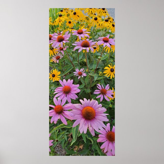 Affiche Pink and Yellow Cone Flowers Nature Photography (Devant)