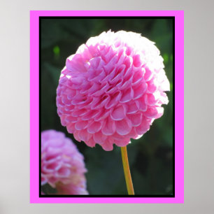 Affiche Pink Ball Flower