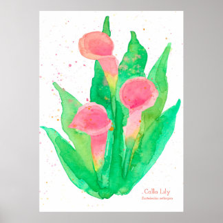 Affiche Pink Calla Lily Aquarelle Fleurs Botanique