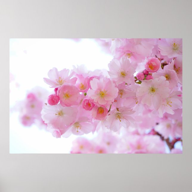 Affiche Pink Cherry Tree (Devant)