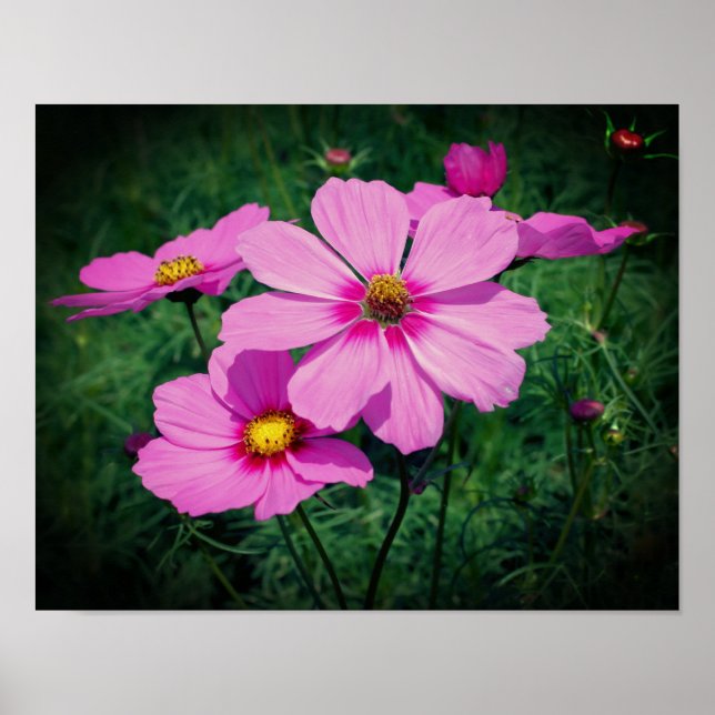 Affiche Pink cosmos Flowers (Devant)