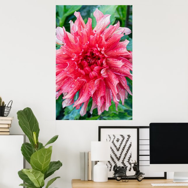 Affiche Pink Dahlia Photographie, Beauté canadienne (Bureau à domicile)