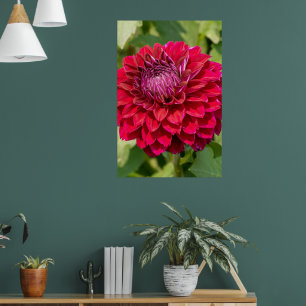 Affiche Pink Dahlia Photographie, Fleur canadienne