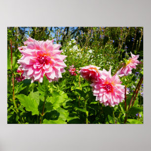 Affiche Pink Dahlias (Otto's Thrill)