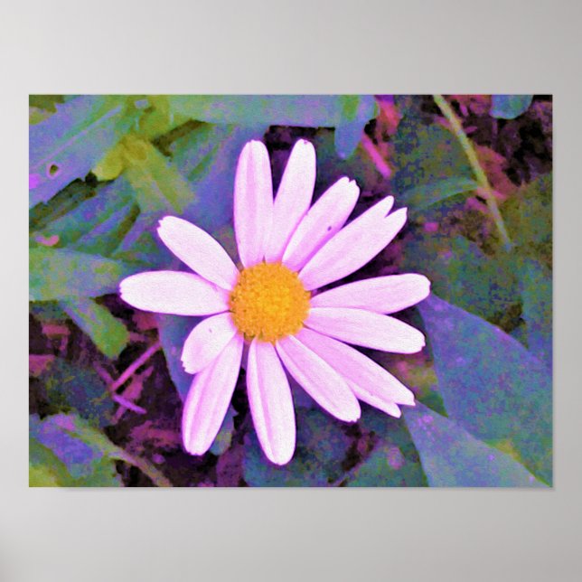 Affiche Pink Daisy Flower (Devant)