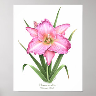 Affiche Pink Dayliment Original Art Print