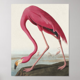 Affiche Pink Flamingo from Birds of America