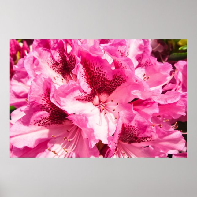 Affiche Pink Floral Bliss - Personnalisé (Devant)