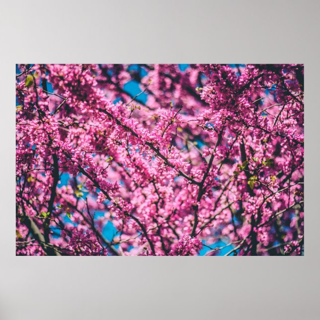AFFICHE PINK FLOWERED TREE (Devant)