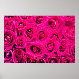 Affiche Pink flowers roses background